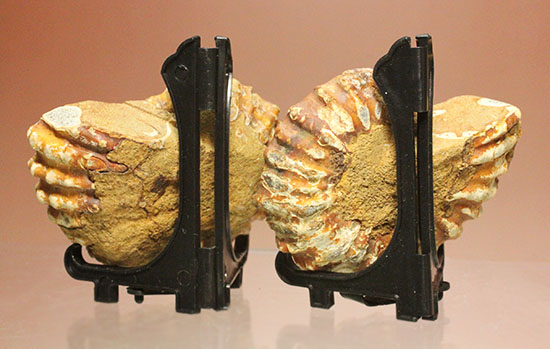 レースのような波打つ縁取りが保存!ハイセンスなアンモナイトスライス標本(Ammonite)(その19)