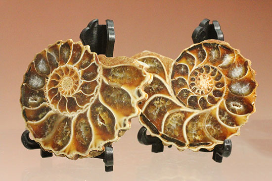 レースのような波打つ縁取りが保存!ハイセンスなアンモナイトスライス標本(Ammonite)(その2)