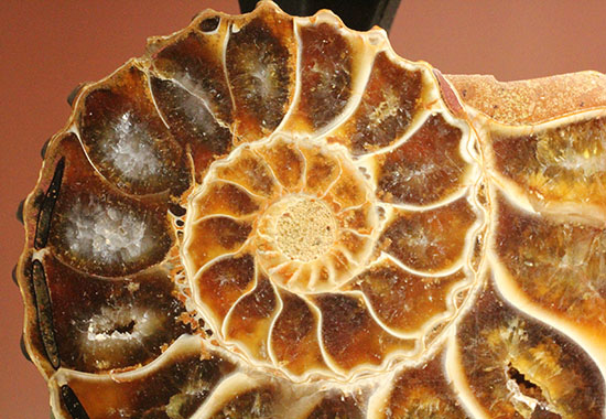 レースのような波打つ縁取りが保存!ハイセンスなアンモナイトスライス標本(Ammonite)(その4)