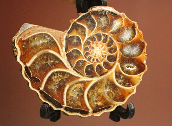 レースのような波打つ縁取りが保存!ハイセンスなアンモナイトスライス標本(Ammonite)(その5)