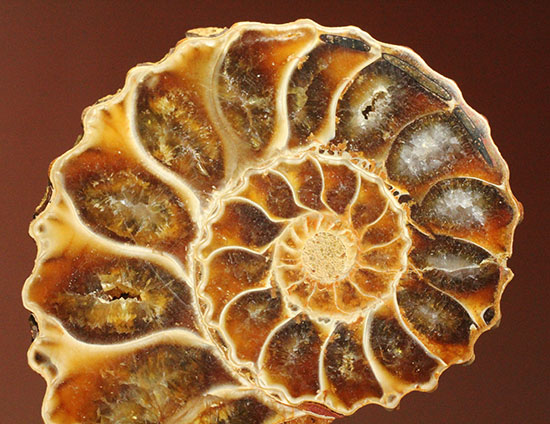 レースのような波打つ縁取りが保存！ハイセンスなアンモナイトスライス標本(Ammonite)（その6）