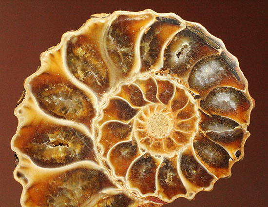 レースのような波打つ縁取りが保存!ハイセンスなアンモナイトスライス標本(Ammonite)(その6)