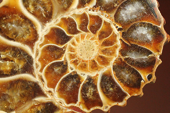 レースのような波打つ縁取りが保存!ハイセンスなアンモナイトスライス標本(Ammonite)(その7)