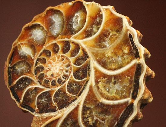 レースのような波打つ縁取りが保存!ハイセンスなアンモナイトスライス標本(Ammonite)(その8)