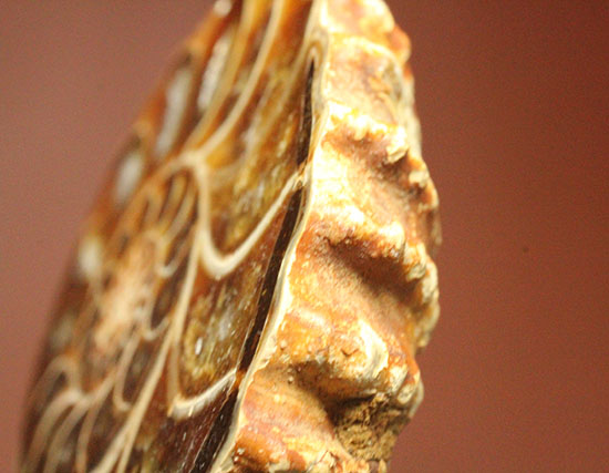 レースのような波打つ縁取りが保存!ハイセンスなアンモナイトスライス標本(Ammonite)(その9)