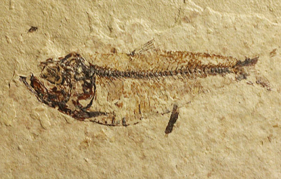 アメリカワイオミングの魚化石、ゴシウテクティス(Gosiutichthys)（その1）