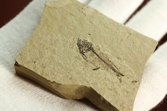 アメリカワイオミングの魚化石、ゴシウテクティス(Gosiutichthys)(その10)