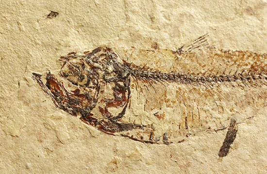 アメリカワイオミングの魚化石、ゴシウテクティス(Gosiutichthys)(その2)