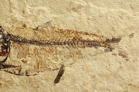 アメリカワイオミングの魚化石、ゴシウテクティス(Gosiutichthys)(その3)