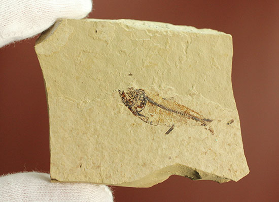 アメリカワイオミングの魚化石、ゴシウテクティス(Gosiutichthys)（その4）