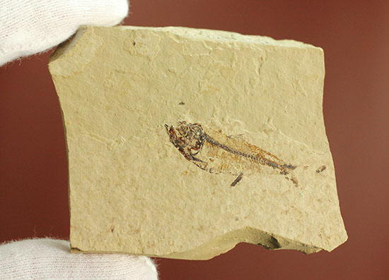 アメリカワイオミングの魚化石、ゴシウテクティス(Gosiutichthys)(その4)