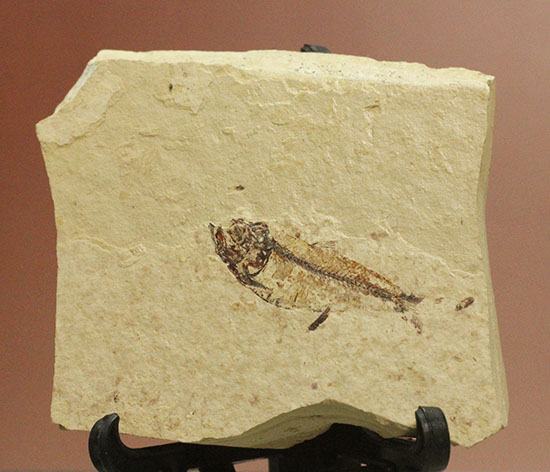 アメリカワイオミングの魚化石、ゴシウテクティス(Gosiutichthys)(その5)