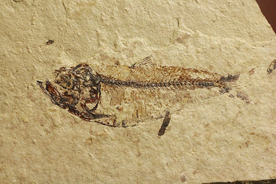 アメリカワイオミングの魚化石、ゴシウテクティス(Gosiutichthys)（その8）