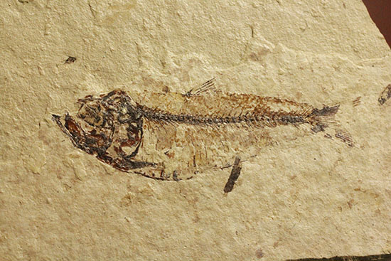 アメリカワイオミングの魚化石、ゴシウテクティス(Gosiutichthys)(その8)
