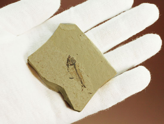 アメリカワイオミングの魚化石、ゴシウテクティス(Gosiutichthys)(その9)