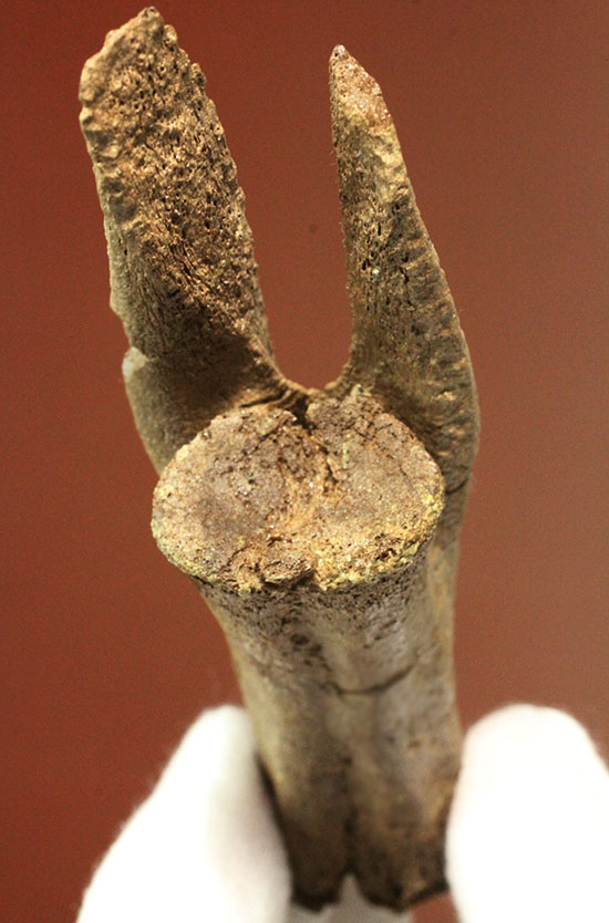 驚くべき保存状態!史上最速の恐竜の一つ、ストルティオミムスの尾椎化石(Struthiomimus sp.)(その1)