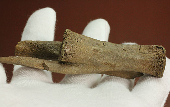驚くべき保存状態!史上最速の恐竜の一つ、ストルティオミムスの尾椎化石(Struthiomimus sp.)(その10)