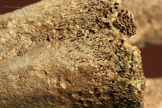 驚くべき保存状態!史上最速の恐竜の一つ、ストルティオミムスの尾椎化石(Struthiomimus sp.)(その14)