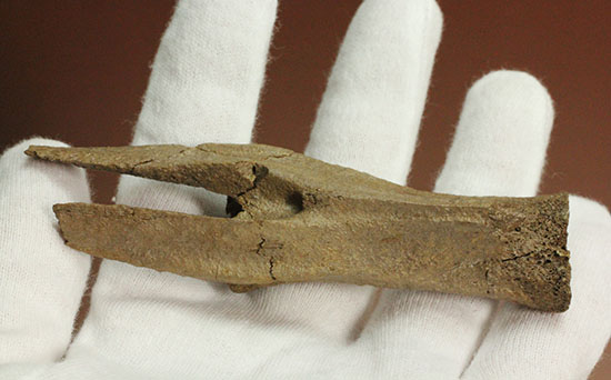驚くべき保存状態!史上最速の恐竜の一つ、ストルティオミムスの尾椎化石(Struthiomimus sp.)(その2)