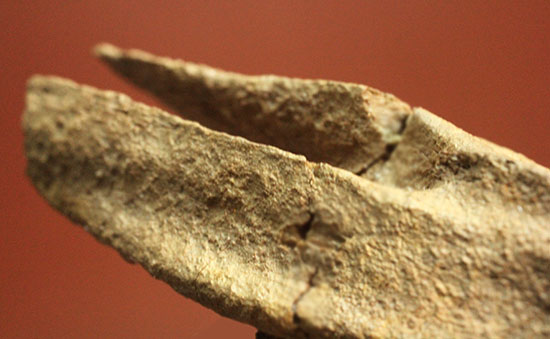驚くべき保存状態!史上最速の恐竜の一つ、ストルティオミムスの尾椎化石(Struthiomimus sp.)(その7)