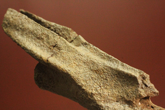 驚くべき保存状態!史上最速の恐竜の一つ、ストルティオミムスの尾椎化石(Struthiomimus sp.)(その8)