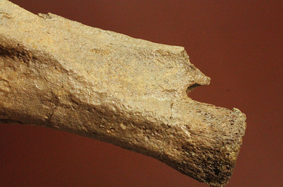 驚くべき保存状態!史上最速の恐竜の一つ、ストルティオミムスの尾椎化石(Struthiomimus sp.)(その9)