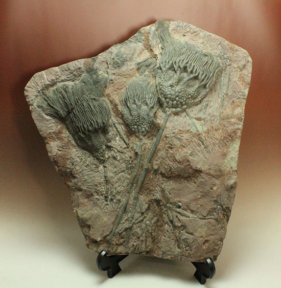 同種として最高レベルの標本の一つ、モロッコ産ウミユリ(Scyphocrinus elegans)の群集標本。(その1)