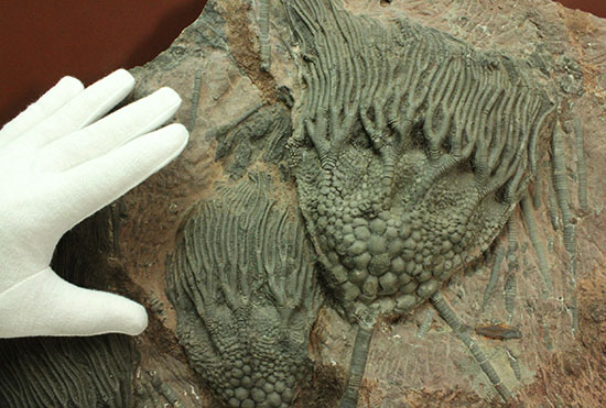 同種として最高レベルの標本の一つ、モロッコ産ウミユリ(Scyphocrinus elegans)の群集標本。(その10)