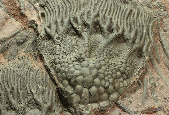 同種として最高レベルの標本の一つ、モロッコ産ウミユリ(Scyphocrinus elegans)の群集標本。(その12)