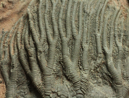 同種として最高レベルの標本の一つ、モロッコ産ウミユリ(Scyphocrinus elegans)の群集標本。(その13)