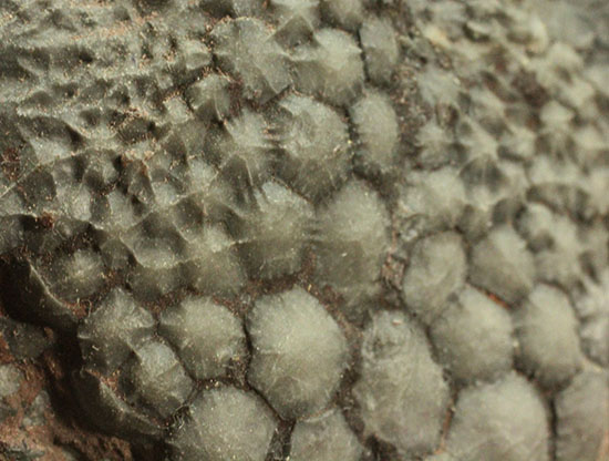同種として最高レベルの標本の一つ、モロッコ産ウミユリ(Scyphocrinus elegans)の群集標本。(その14)