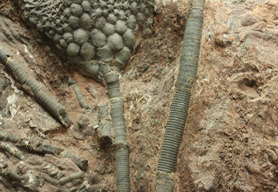 同種として最高レベルの標本の一つ、モロッコ産ウミユリ(Scyphocrinus elegans)の群集標本。(その15)