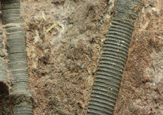 同種として最高レベルの標本の一つ、モロッコ産ウミユリ(Scyphocrinus elegans)の群集標本。(その16)