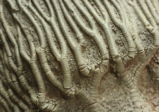同種として最高レベルの標本の一つ、モロッコ産ウミユリ(Scyphocrinus elegans)の群集標本。(その17)
