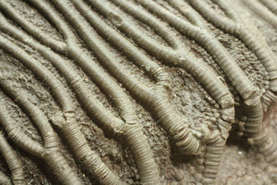 同種として最高レベルの標本の一つ、モロッコ産ウミユリ(Scyphocrinus elegans)の群集標本。(その18)