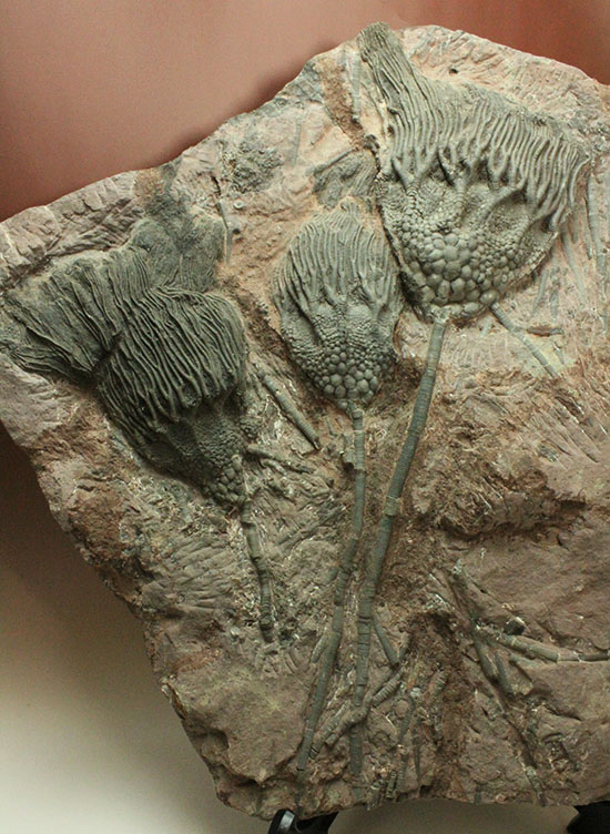 同種として最高レベルの標本の一つ、モロッコ産ウミユリ(Scyphocrinus elegans)の群集標本。(その2)