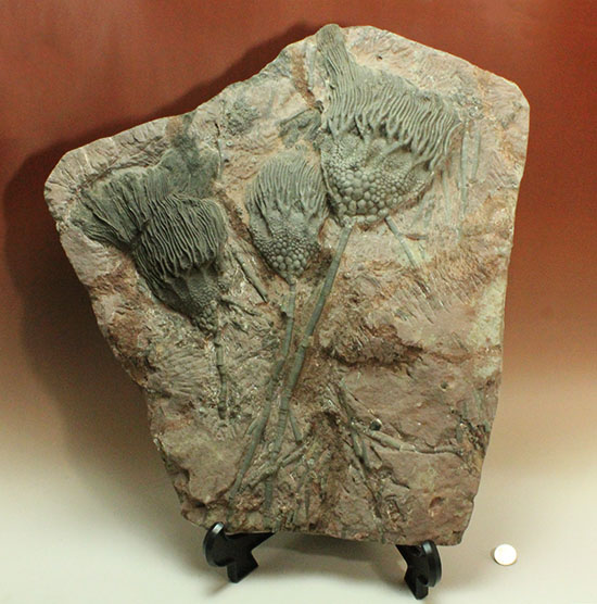 同種として最高レベルの標本の一つ、モロッコ産ウミユリ(Scyphocrinus elegans)の群集標本。(その20)