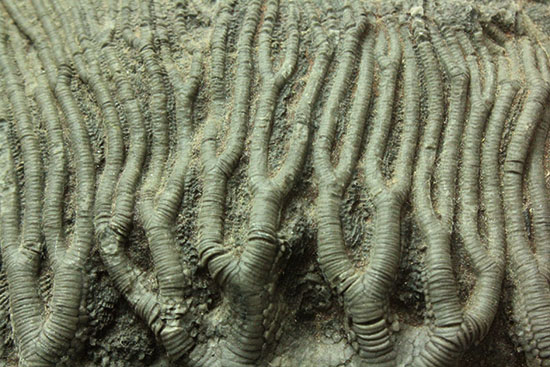同種として最高レベルの標本の一つ、モロッコ産ウミユリ(Scyphocrinus elegans)の群集標本。(その5)