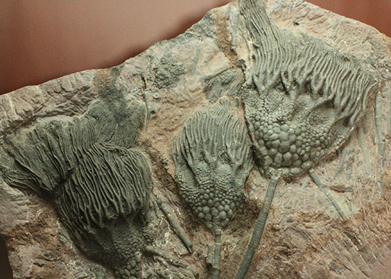 同種として最高レベルの標本の一つ、モロッコ産ウミユリ(Scyphocrinus elegans)の群集標本。(その6)