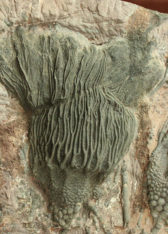 同種として最高レベルの標本の一つ、モロッコ産ウミユリ(Scyphocrinus elegans)の群集標本。(その7)