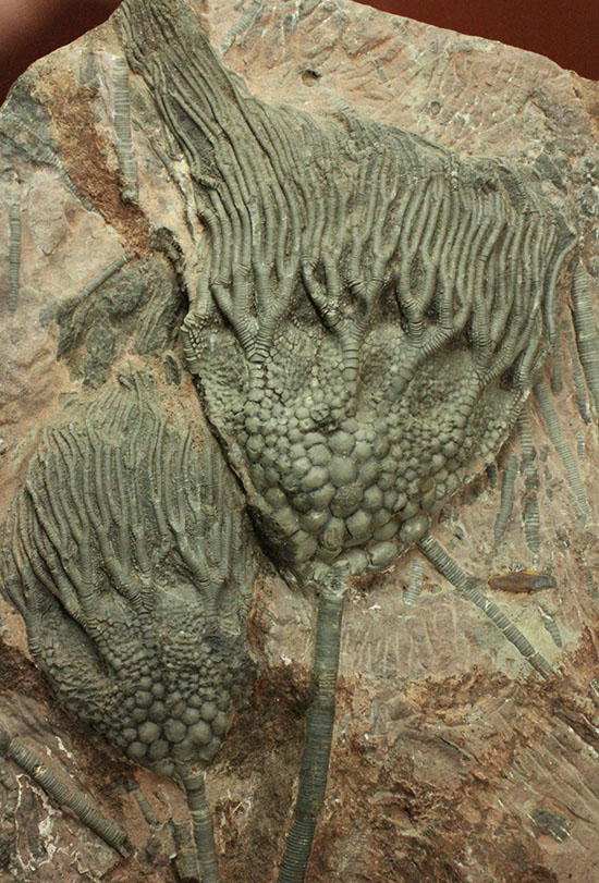 同種として最高レベルの標本の一つ、モロッコ産ウミユリ（Scyphocrinus elegans）の群集標本。/古生代シルル紀（4億4600万 -- 4億1000万年前）【ot686】
