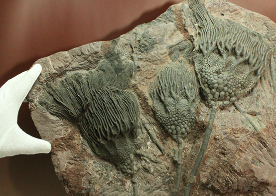 同種として最高レベルの標本の一つ、モロッコ産ウミユリ(Scyphocrinus elegans)の群集標本。(その9)