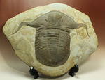 超レア！オルドビス紀の三葉虫、髭アサフスこと、シムフィスリナ（Symphisurina ）の巨大標本