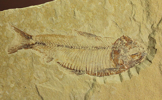 骨の1本1本が鮮明！約5000万年前のニシン科魚化石ゴシウテクティス(Gosiutichtys paevus)/新生代第三紀（6500万 -- 260万年前）【ot687】