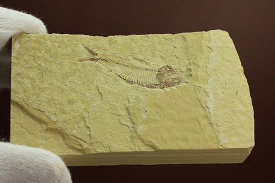 骨の1本1本が鮮明！約5000万年前のニシン科魚化石ゴシウテクティス(Gosiutichtys paevus)/新生代第三紀（6500万 -- 260万年前）【ot687】