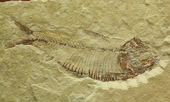 骨の1本1本が鮮明！約5000万年前のニシン科魚化石ゴシウテクティス(Gosiutichtys paevus)（その11）