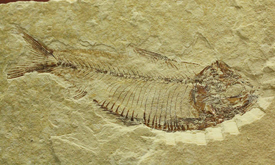 骨の1本1本が鮮明!約5000万年前のニシン科魚化石ゴシウテクティス(Gosiutichtys paevus)(その11)