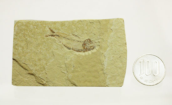 骨の1本1本が鮮明!約5000万年前のニシン科魚化石ゴシウテクティス(Gosiutichtys paevus)(その12)