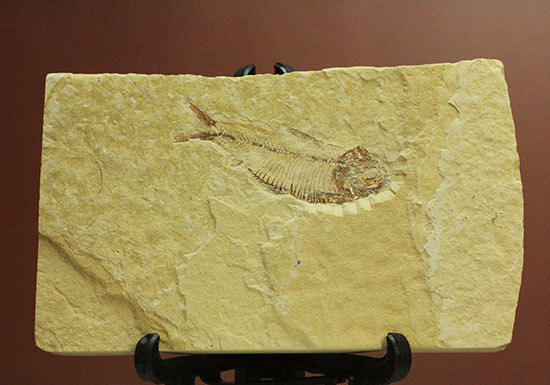 骨の1本1本が鮮明!約5000万年前のニシン科魚化石ゴシウテクティス(Gosiutichtys paevus)(その2)