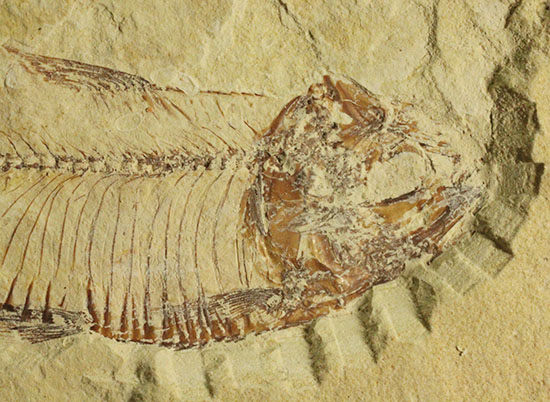 骨の1本1本が鮮明！約5000万年前のニシン科魚化石ゴシウテクティス(Gosiutichtys paevus)（その3）